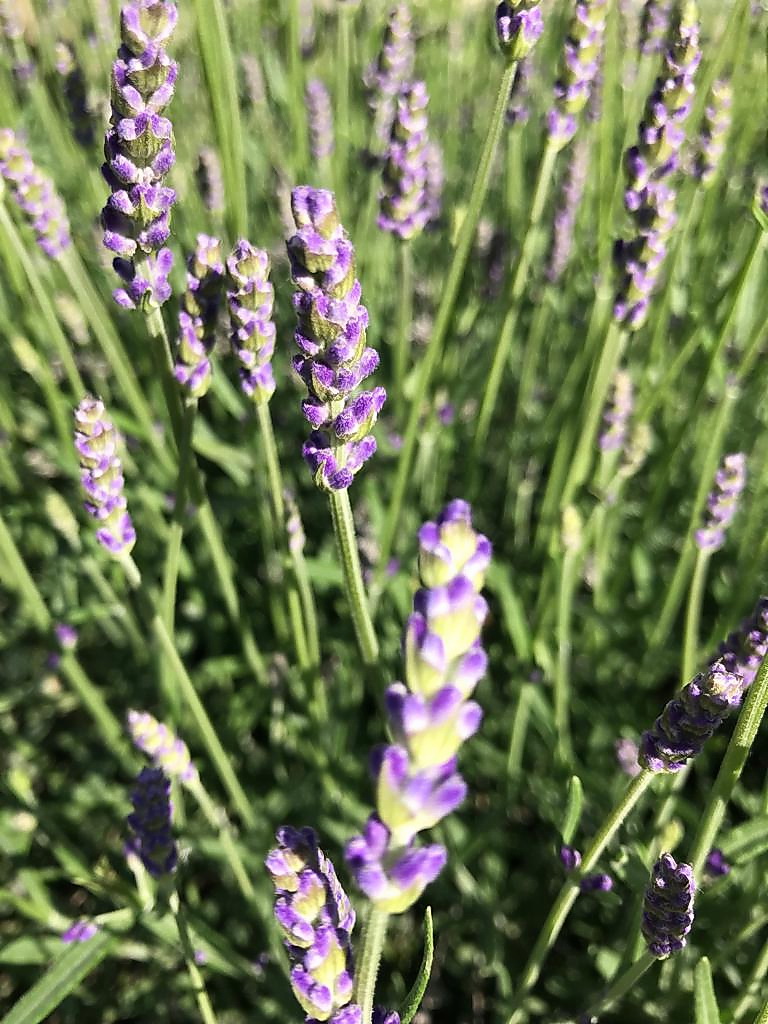 12lavanda01