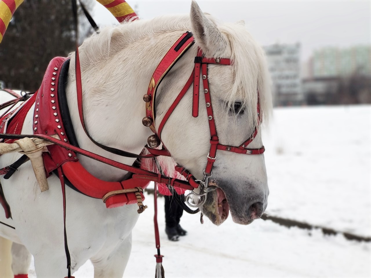 06maslenitsa11